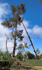 poda-de-arvore-com-munck